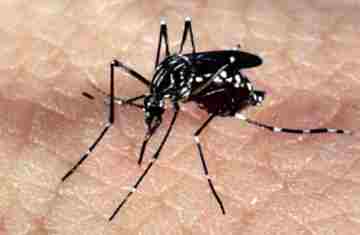 Autoridades sanitárias alertam para alta nos casos de dengue na Europa